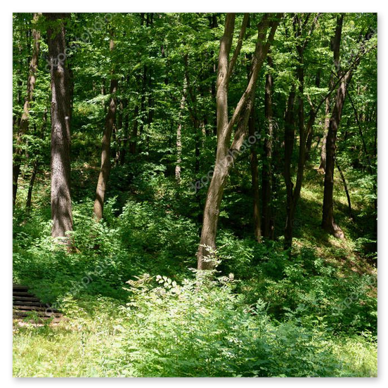 Lichtdurchfluteter Waldweg