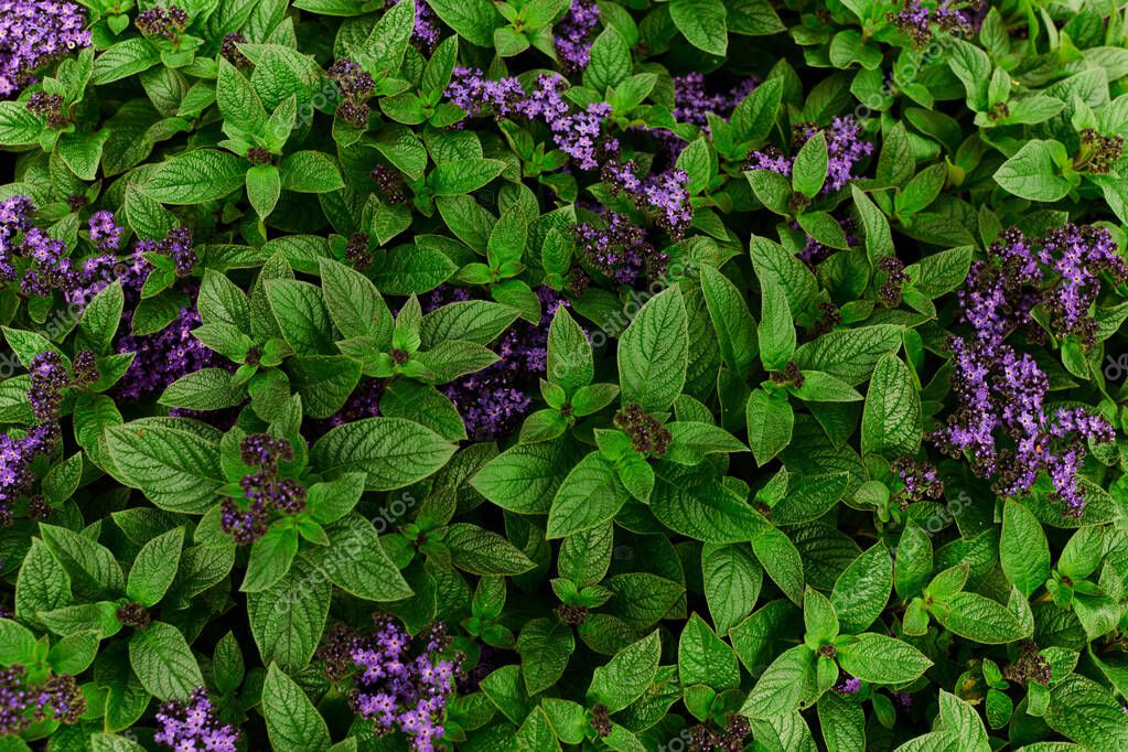 Grüne Blätter als Symbol für Nachhaltigkeit
